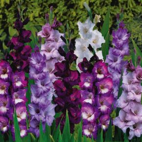 Beautiful Blue Eyes Gladiolus